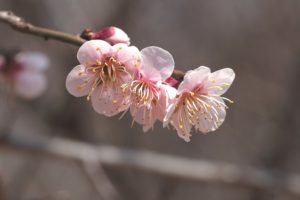 プレバト俳句ランキング結果 ジュニアは昇格 降格 夏井先生毒舌添削は Sakusaku気分