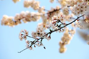 桜